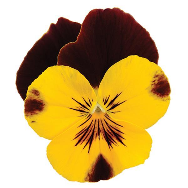 Spreading Pansy Cool Wave® Sunshine 'N Wine - Bloom