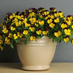 Spreading Pansy Cool Wave Sunshine 'N Wine - Container