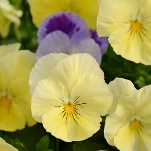 Spreading Pansy Cool Wave Lemon Surprise - Bloom
