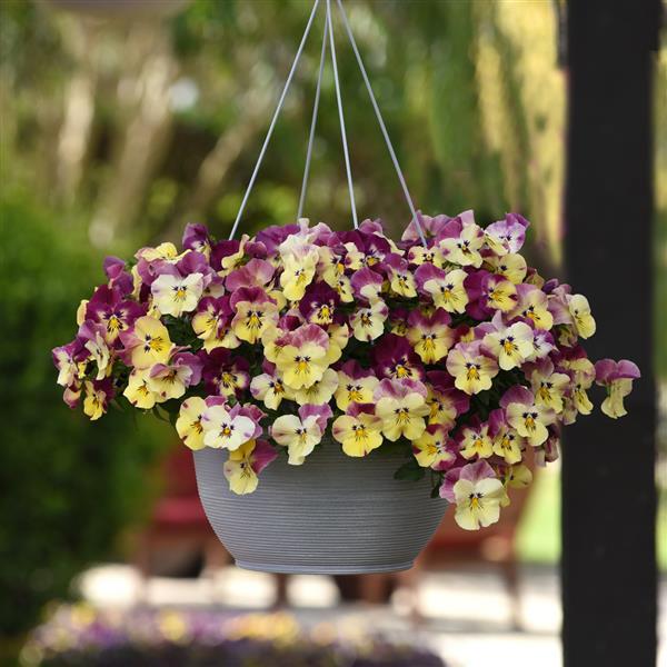 Spreading Pansy Cool Wave Strawberry Swirl - Basket