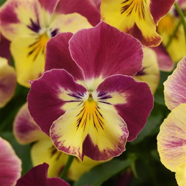 Spreading Pansy Cool Wave® Strawberry Swirl - Bloom