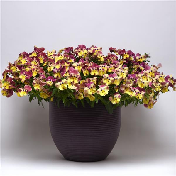 Spreading Pansy Cool Wave Strawberry Swirl - Container
