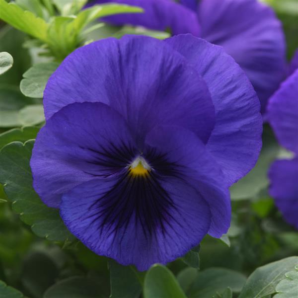 Spreading Pansy Top Wave® Blue Blotch - Bloom
