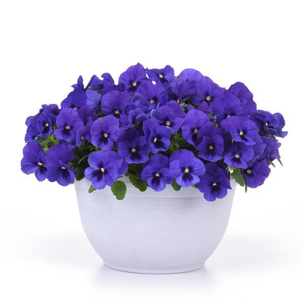 Spreading Pansy Top Wave Blue Blotch - Container