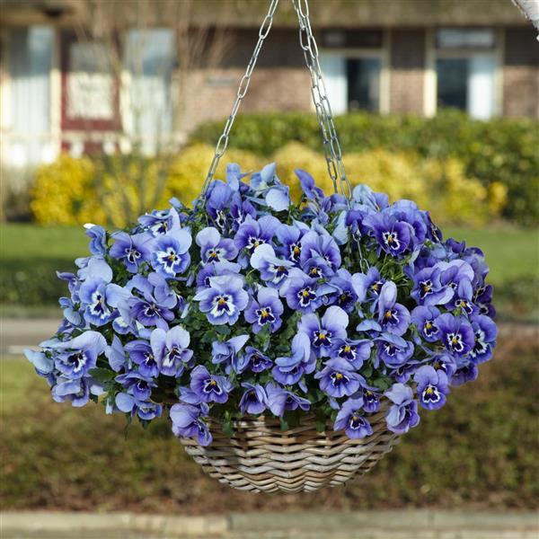 Spreading Pansy Top Wave Marina - Basket