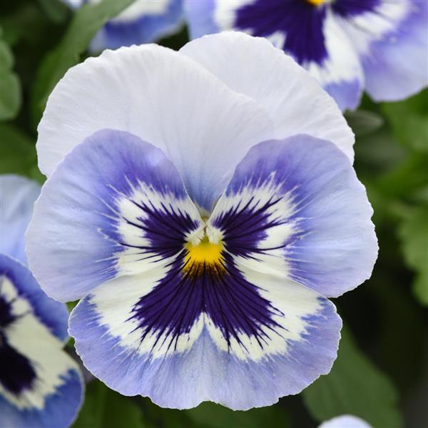 Spreading Pansy Top Wave® Marina - Bloom