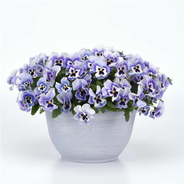 Spreading Pansy Top Wave Marina - Container