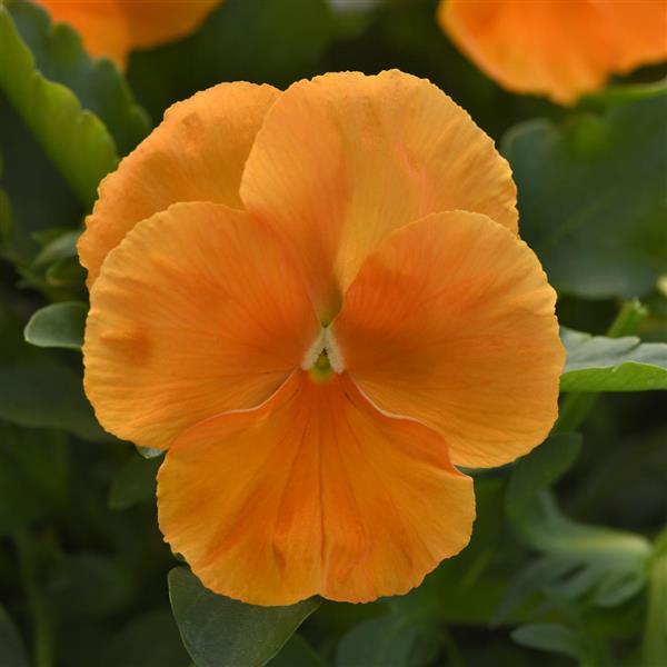 Spreading Pansy Top Wave® Orange - Bloom