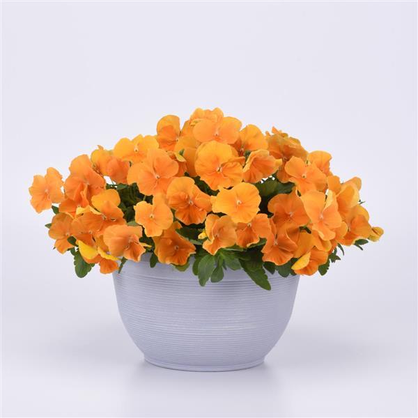 Spreading Pansy Top Wave Orange - Container