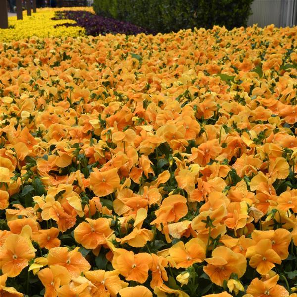 Spreading Pansy Top Wave Orange - Landscape