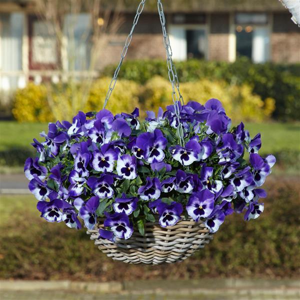 Spreading Pansy Top Wave Purple White - Basket