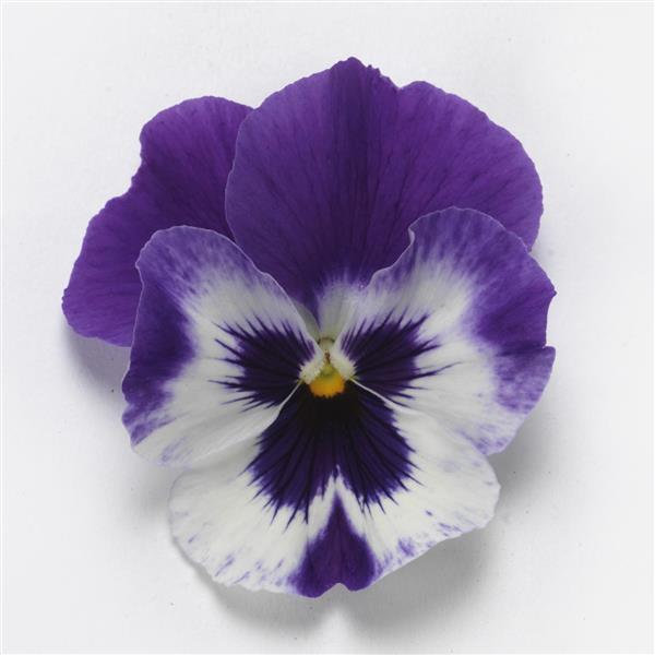 Spreading Pansy Top Wave® Purple White - Bloom