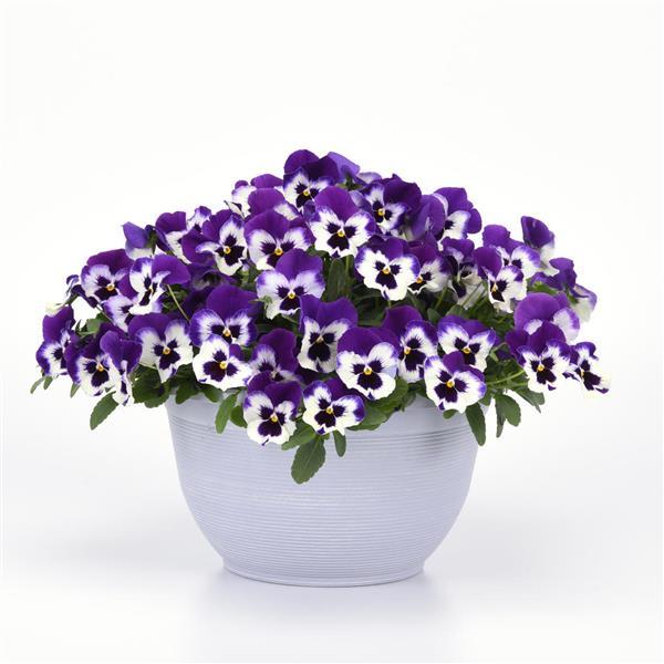 Spreading Pansy Top Wave Purple White - Container