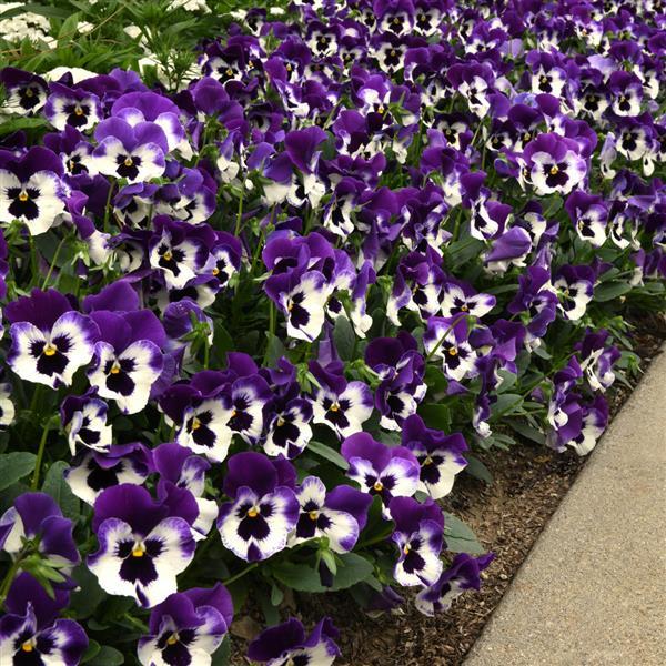 Spreading Pansy Top Wave Purple White - Landscape