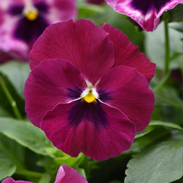 Spreading Pansy Top Wave® Rose Blotch - Bloom
