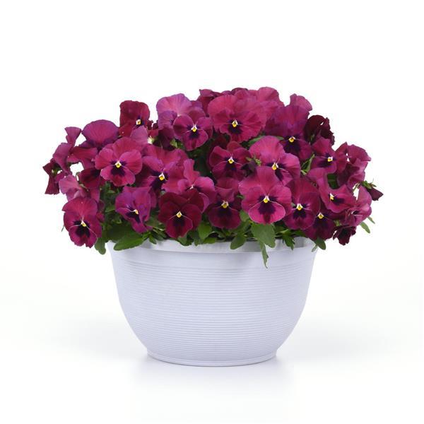 Spreading Pansy Top Wave Rose Blotch - Container