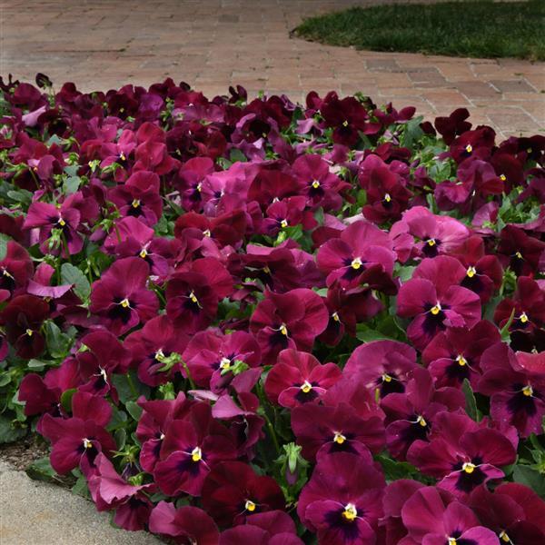 Spreading Pansy Top Wave Rose Blotch - Landscape