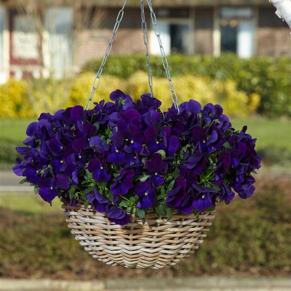 Spreading Pansy Top Wave Violet - Basket