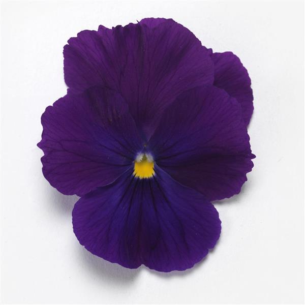 Spreading Pansy Top Wave® Violet - Bloom