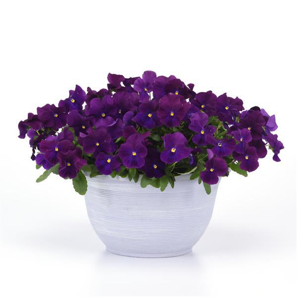 Spreading Pansy Top Wave Violet - Container