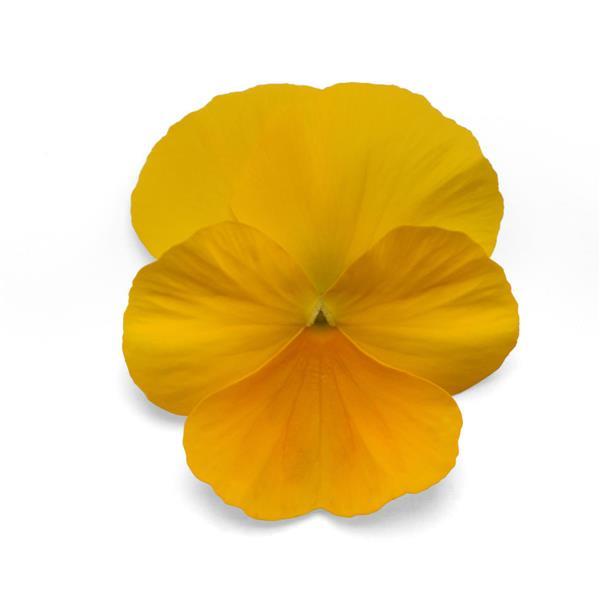 Spreading Pansy Top Wave® Yellow - Bloom