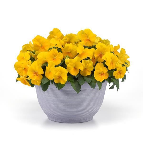Spreading Pansy Top Wave Yellow - Container