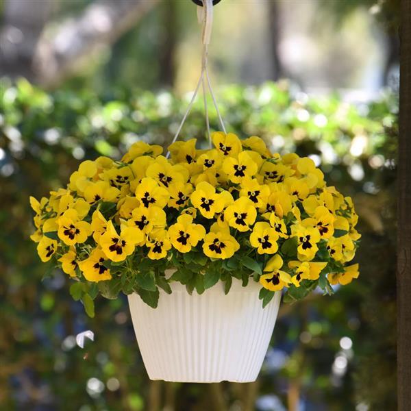 Spreading Pansy Top Wave Yellow Blotch - Basket