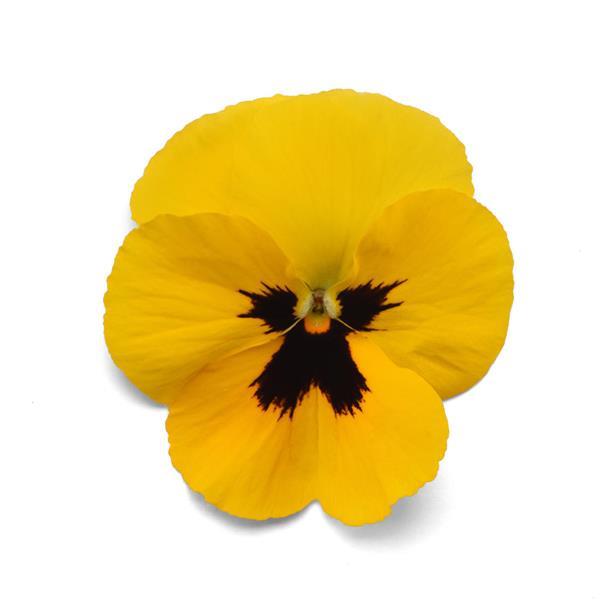 Spreading Pansy Top Wave® Yellow Blotch - Bloom