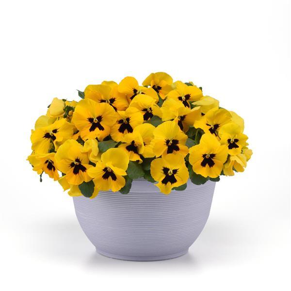 Spreading Pansy Top Wave Yellow Blotch - Container