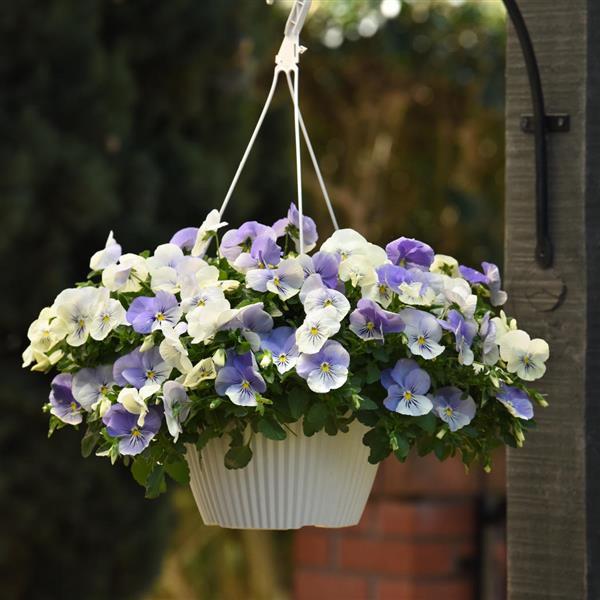 Spreading Pansy Top Wave YTT - Basket
