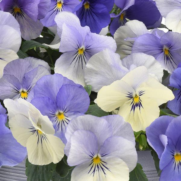 Spreading Pansy Top Wave® YTT - Bloom