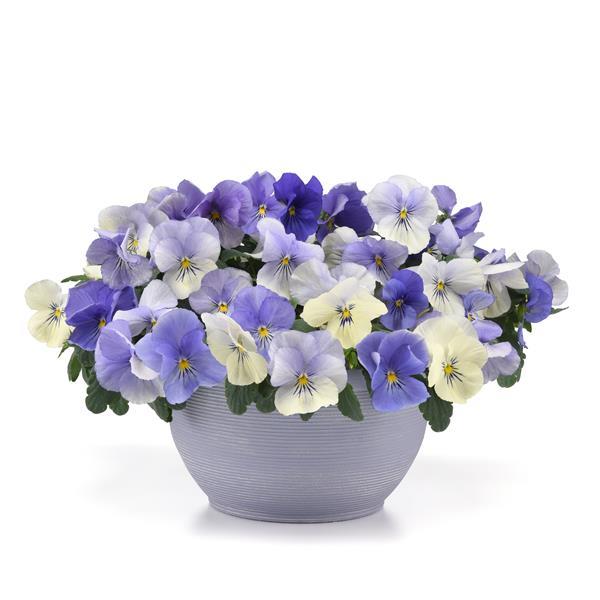 Spreading Pansy Top Wave YTT - Container