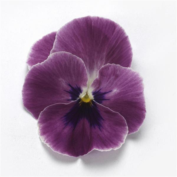 Spreading Pansy Top Wave® Pink Shades - Bloom