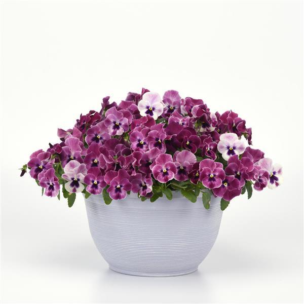 Spreading Pansy Top Wave Pink Shades - Container