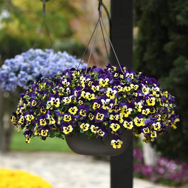 Spreading Pansy Top Wave Purple Sunburst - Basket