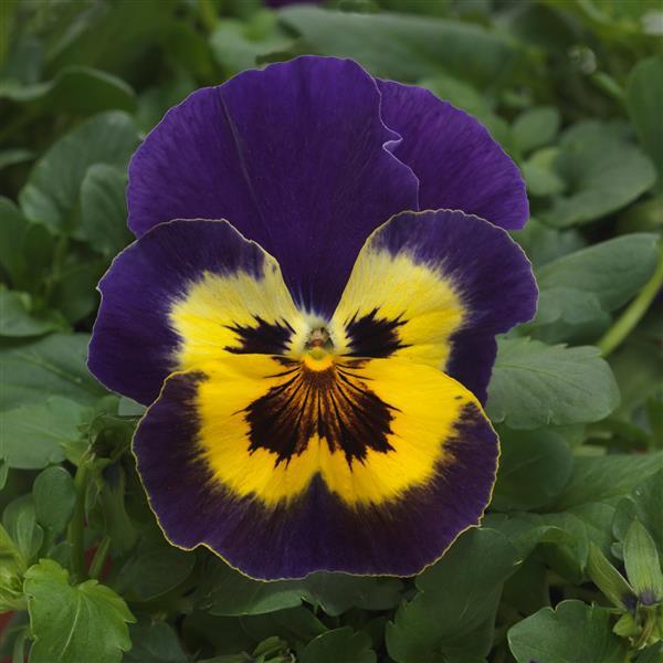 Spreading Pansy Top Wave® Purple Sunburst - Bloom
