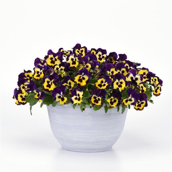 Spreading Pansy Top Wave Purple Sunburst - Container