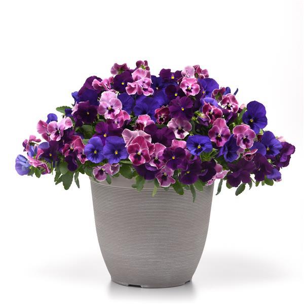 Spreading Pansy Top Wave Elevation Mixture - Bloom