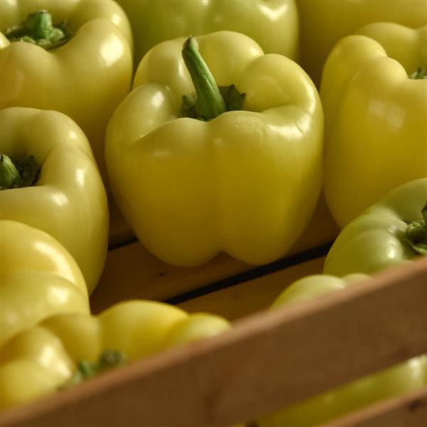 Pepper Other Spotlight - Container
