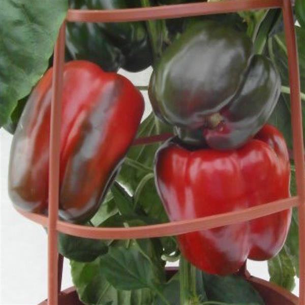 Pepper Big Ben - Bloom