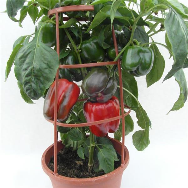 Pepper Other Big Ben - Container