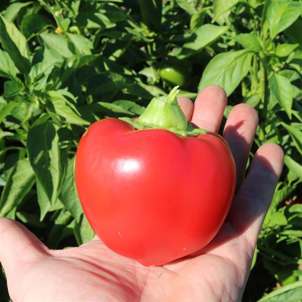 Pepper Other Heartbeat - Container
