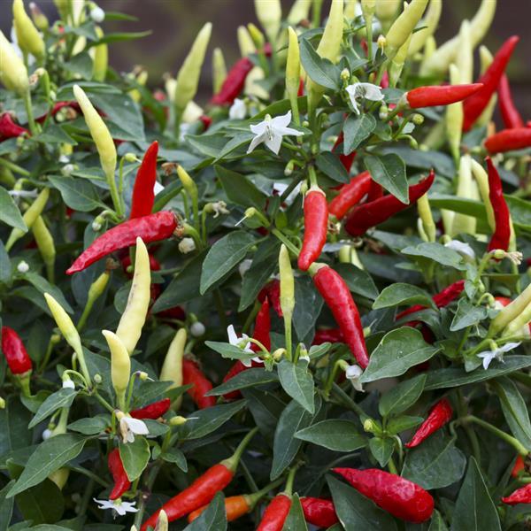 Pepper Basket Of Fire - Bloom