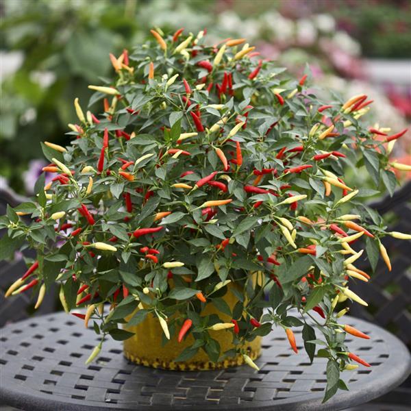 Pepper Other Basket Of Fire - Container