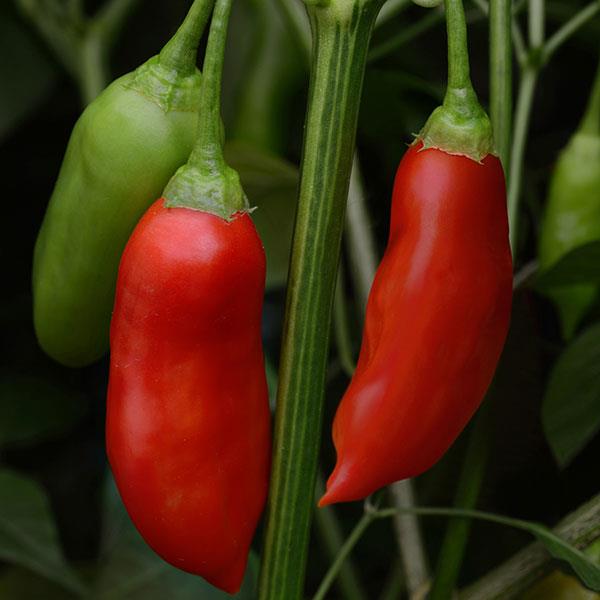Pepper Aji Rico - Bloom