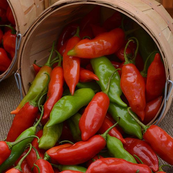 Pepper Other Aji Rico - Container