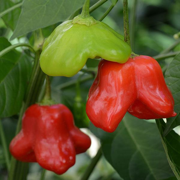 Pepper Other Mad Hatter - Bloom