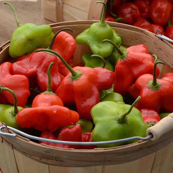 Pepper Other Mad Hatter - Container