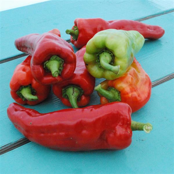 Pepper Aconcagua - Bloom