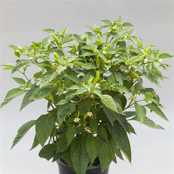 Pepper Other Alter Ego - Container